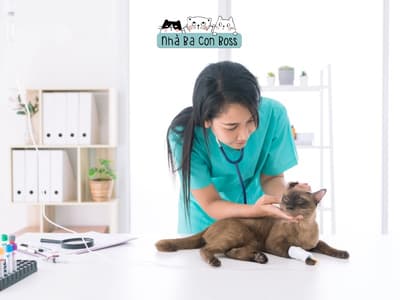 Mèo bị viêm tai - Cách điều trị và phòng ngừa