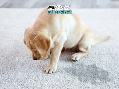 Cách Chữa Trị Viêm Đường Tiết Niệu Ở Chó