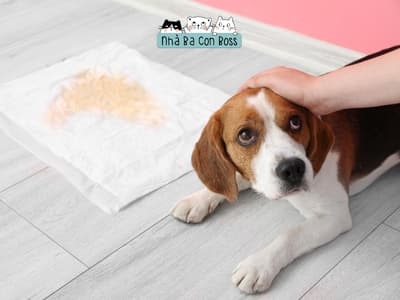 Nhiễm Trùng Tiết Niệu Ở Chó: Nguyên Nhân Và Dấu Hiệu