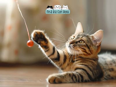 5 điều về các cơ sở lưu trú thú cưng có thể bạn chưa biết