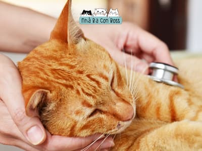 Nhiễm Trùng Tiết Niệu Ở Mèo: Dấu Hiệu Và Nguyên Nhân