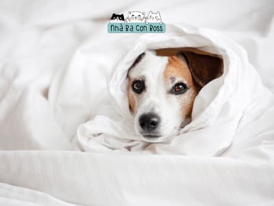 Dangers of Flea Bites on Cats and Dogs
