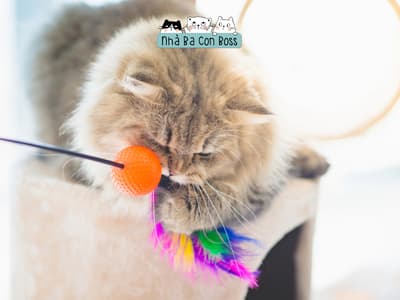 3 địa chỉ Pet Hotel uy tín ở khu vực Thủ Đức