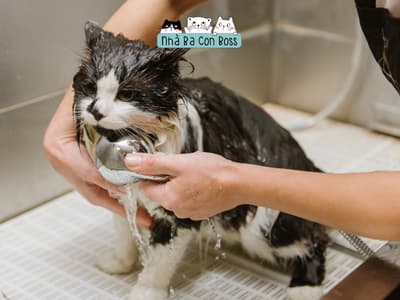 Có nên thuê người chăm sóc thú cưng tại nhà?