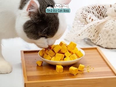 Công Thức Làm Lòng Đỏ Trứng Sấy Khô Ngon Cho Chó Mèo