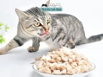 Cách Làm Thịt Gà Sấy Khô Cho Chó, Mèo