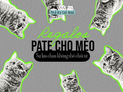 Pate Regalos - Pate Giá Rẻ Cho Mèo Mọi Độ Tuổi