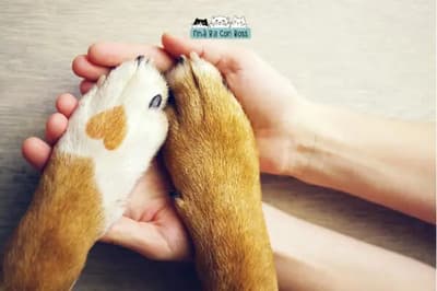 Cách Phòng Ngừa Bệnh Tiêu Hoá Ở Chó