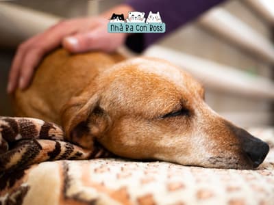 Nhận biết bệnh nhiễm trùng đường tiết niệu ở chó