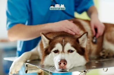 10 Dấu Hiệu Nhận Biết Bệnh Đường Tiêu Hoá ở Chó