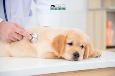 Các Vấn Đề Về Dạ Dày Ở Chó: Chẩn Đoán Và Điều Trị