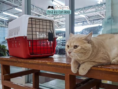 Chữa trị và ngừa viêm đường tiết niệu cho mèo