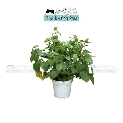 Chậu Catnip Cho Mèo