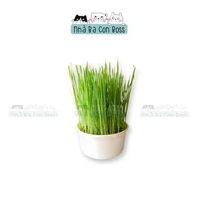 Chậu Cỏ Mèo Tươi