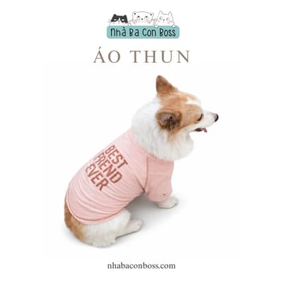 Combo Snack Nhai Sạch Răng/ Bánh Thưởng/ Que Gặm Cho Chó Crắc Kii 4